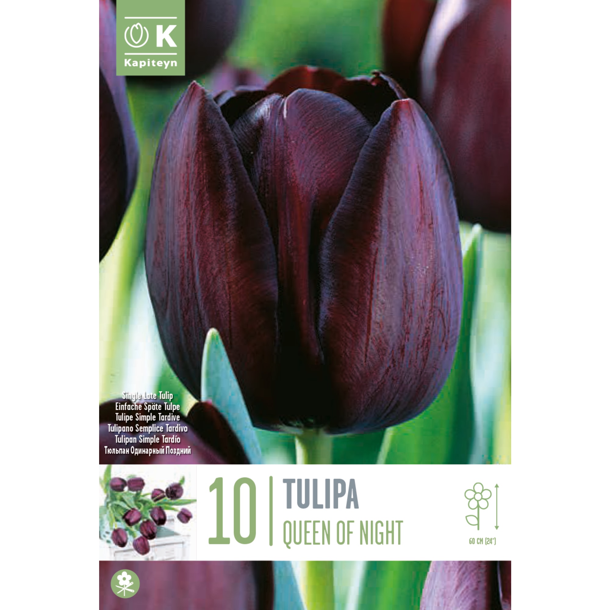 Bolsa 10 bulbos tulipanes triumph queen of night | Fronda