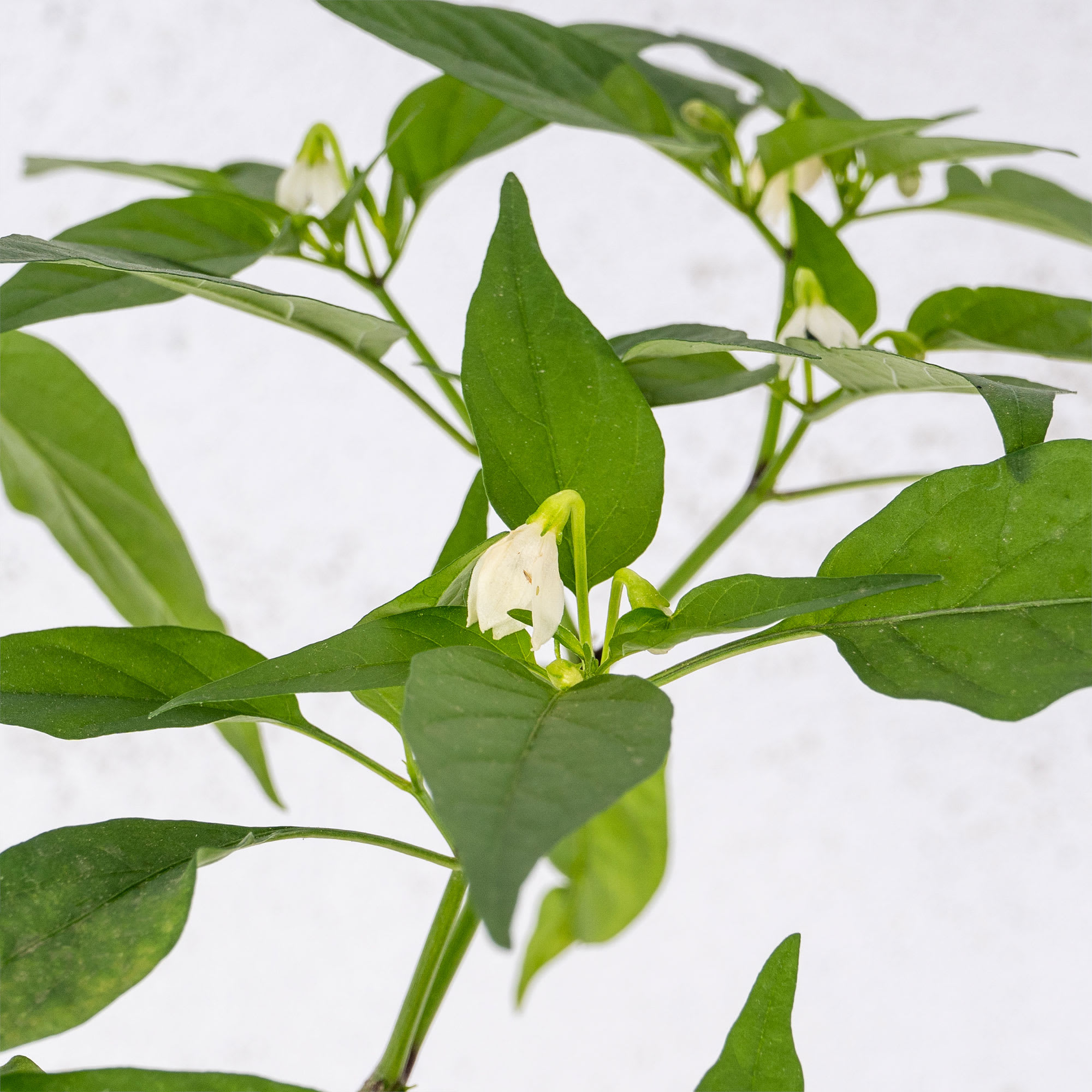Comprar Pimiento Muy Picante Calabrese Diavolic Planta de huerto Fronda