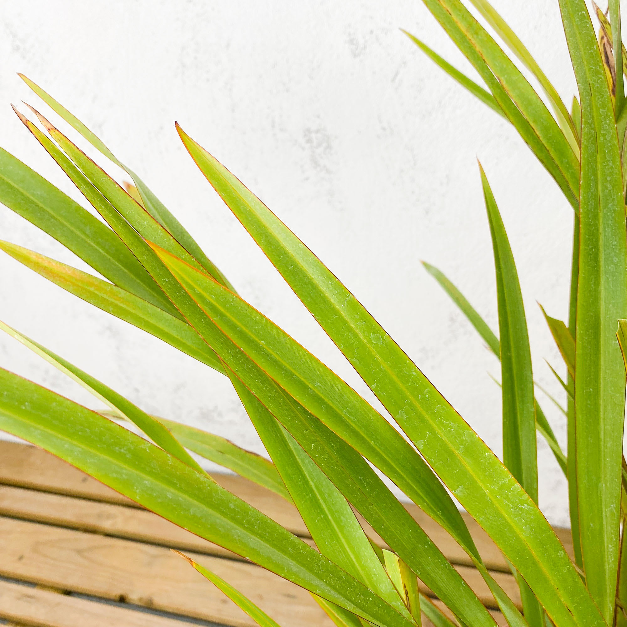 Comprar Phormium tenax | Fronda