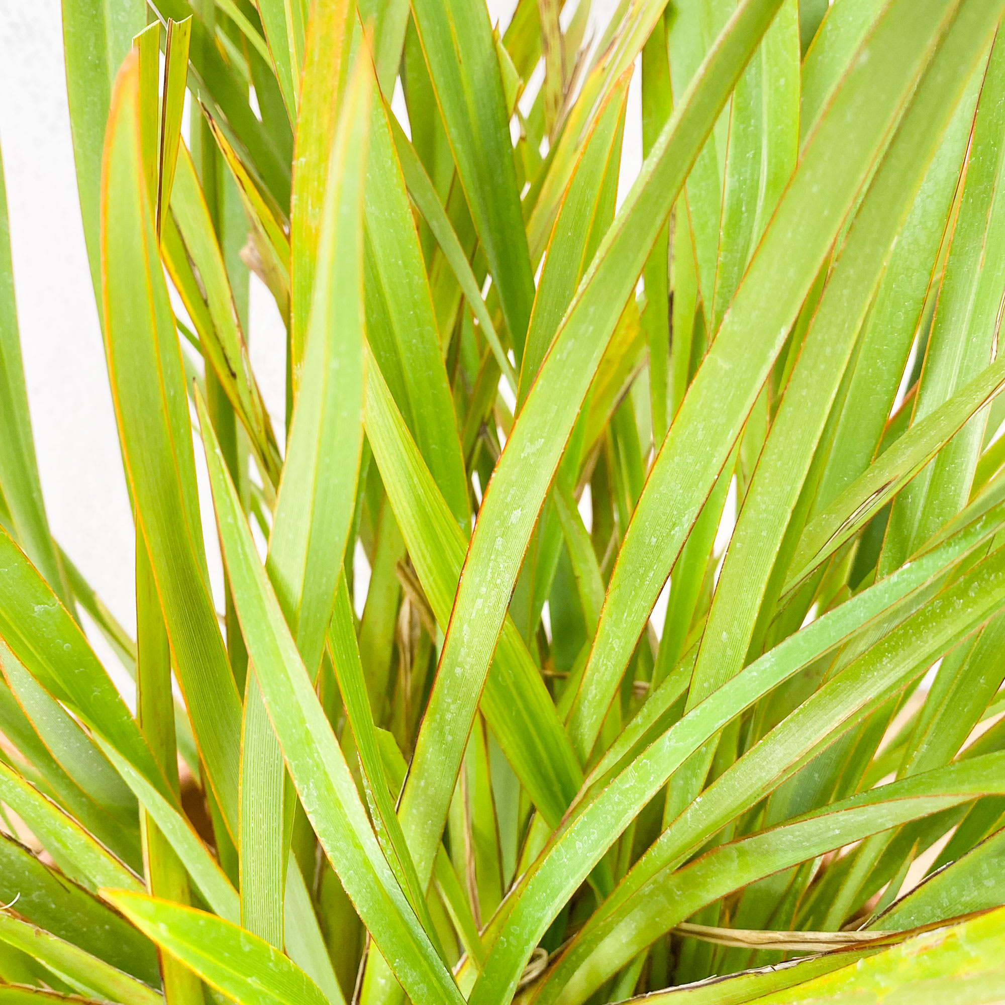 Comprar Phormium tenax | Fronda