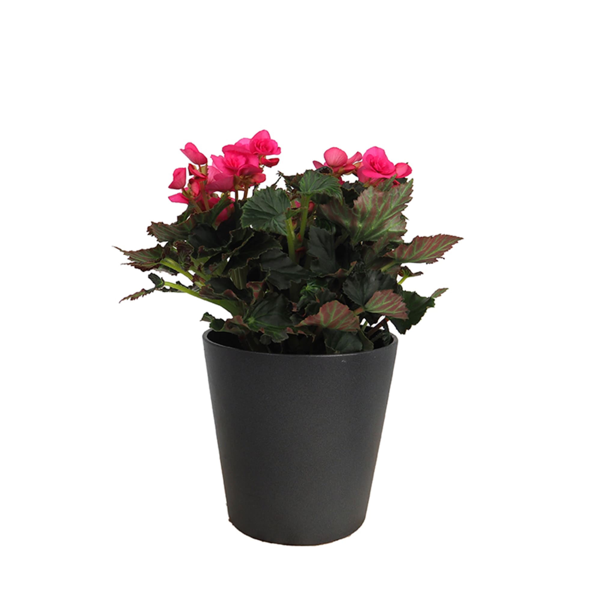 Begonia botanica pinkpop | Fronda