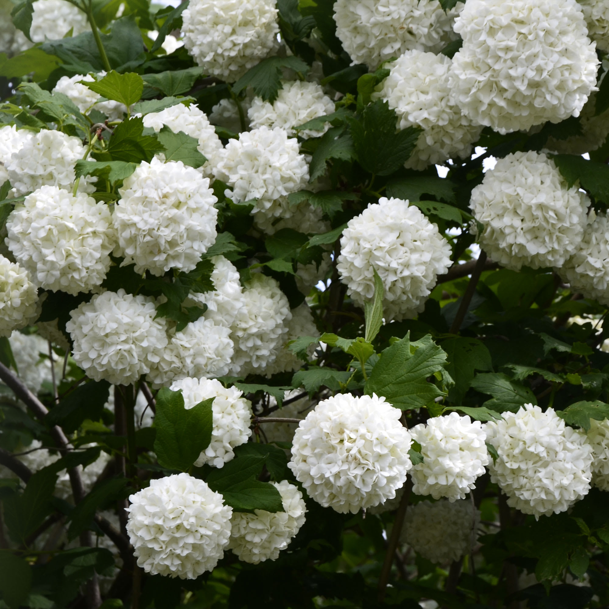 Bola de nieve (viburnum opulus roseum) | Fronda Bola de nieve (viburnum opulus roseum) | Fronda