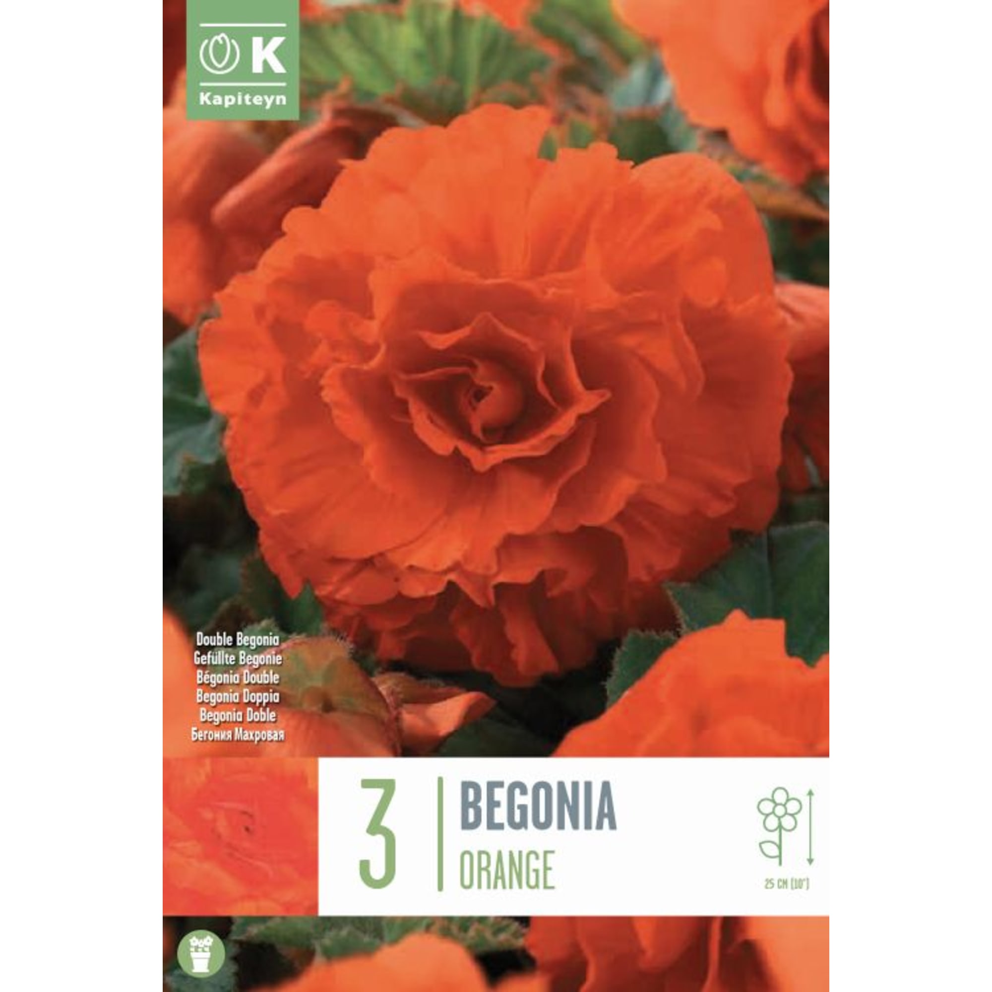 Bolsa 3 bulbos begonia double orange | Fronda