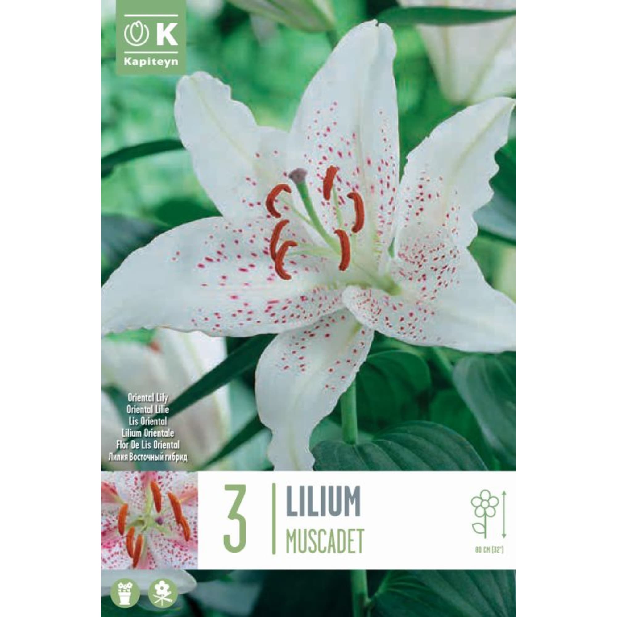 Bolsa 3 bulbos lilium muscadet | Fronda