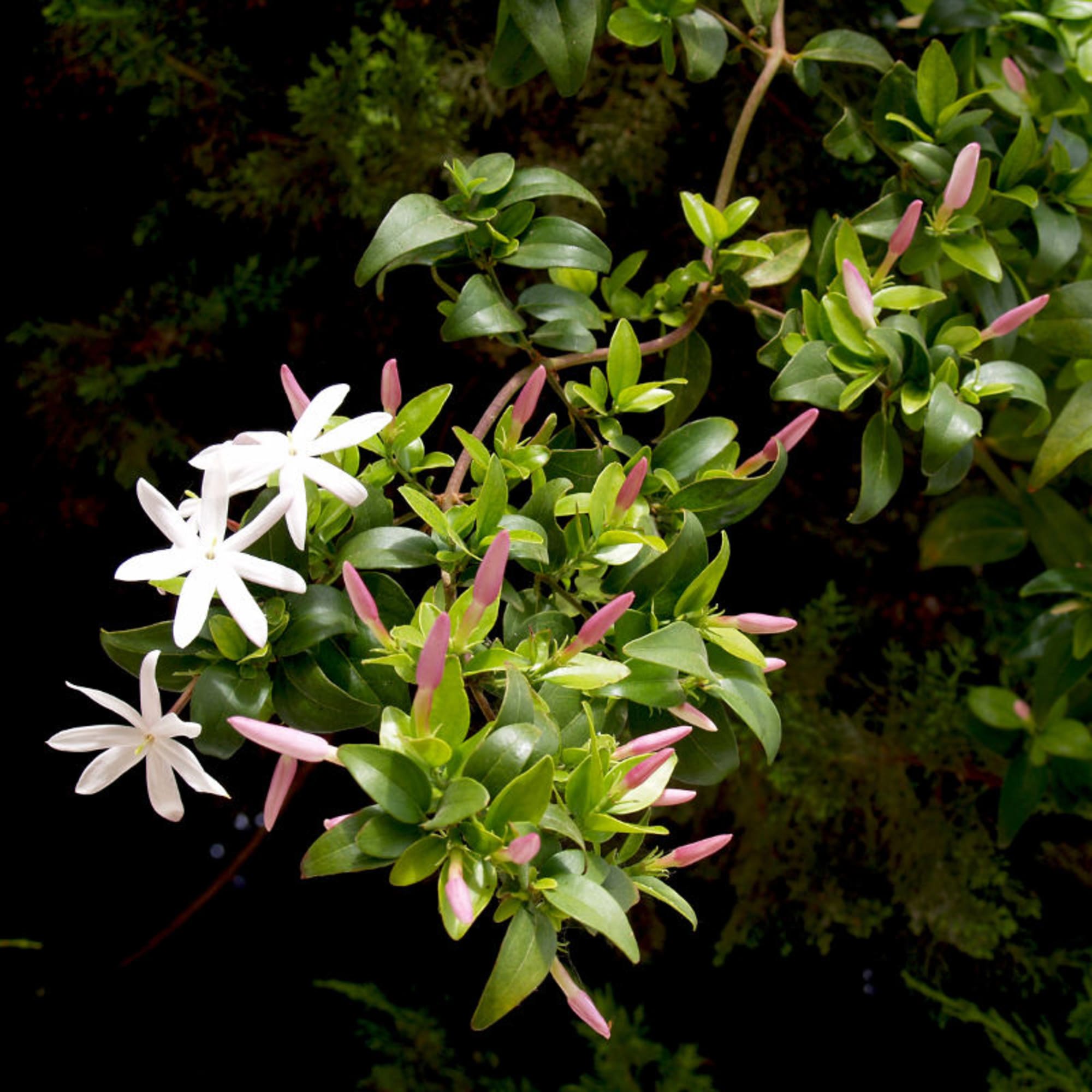 Jazmin (jasminum sambac) | Fronda