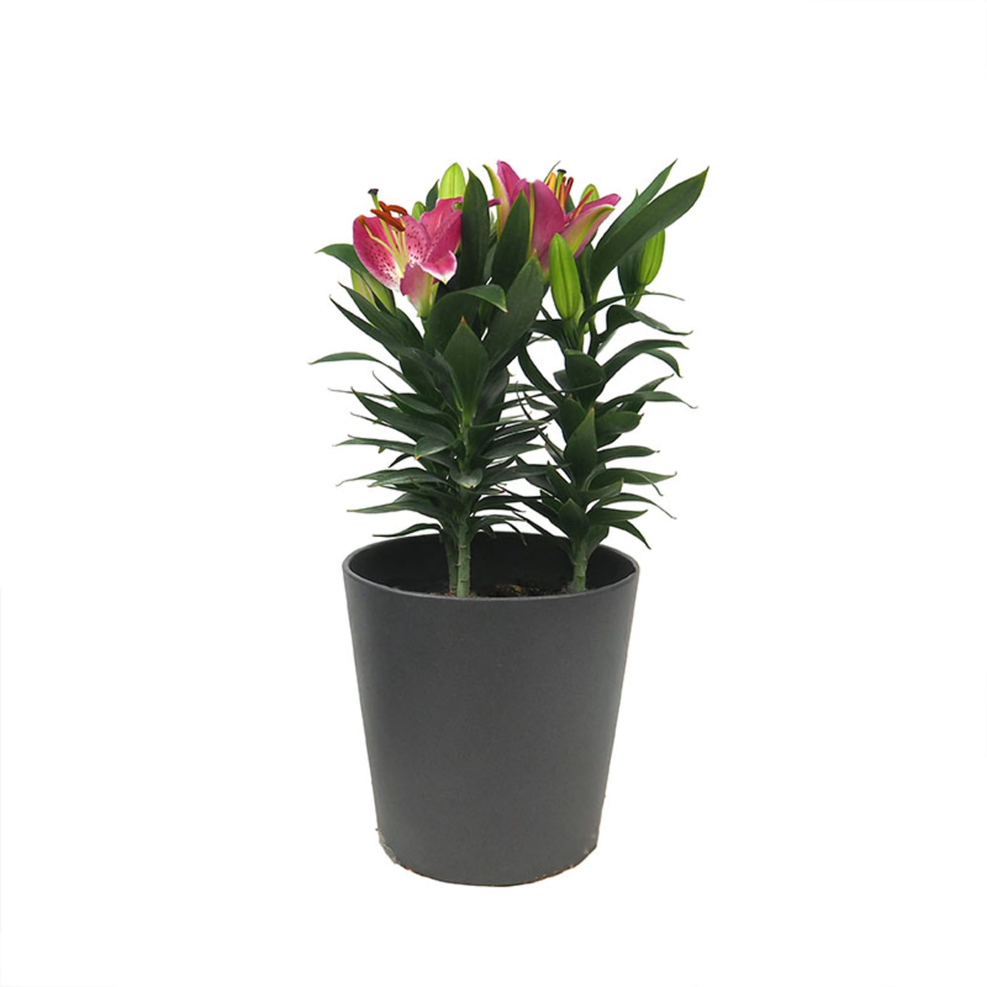 Lilium oriental | Fronda