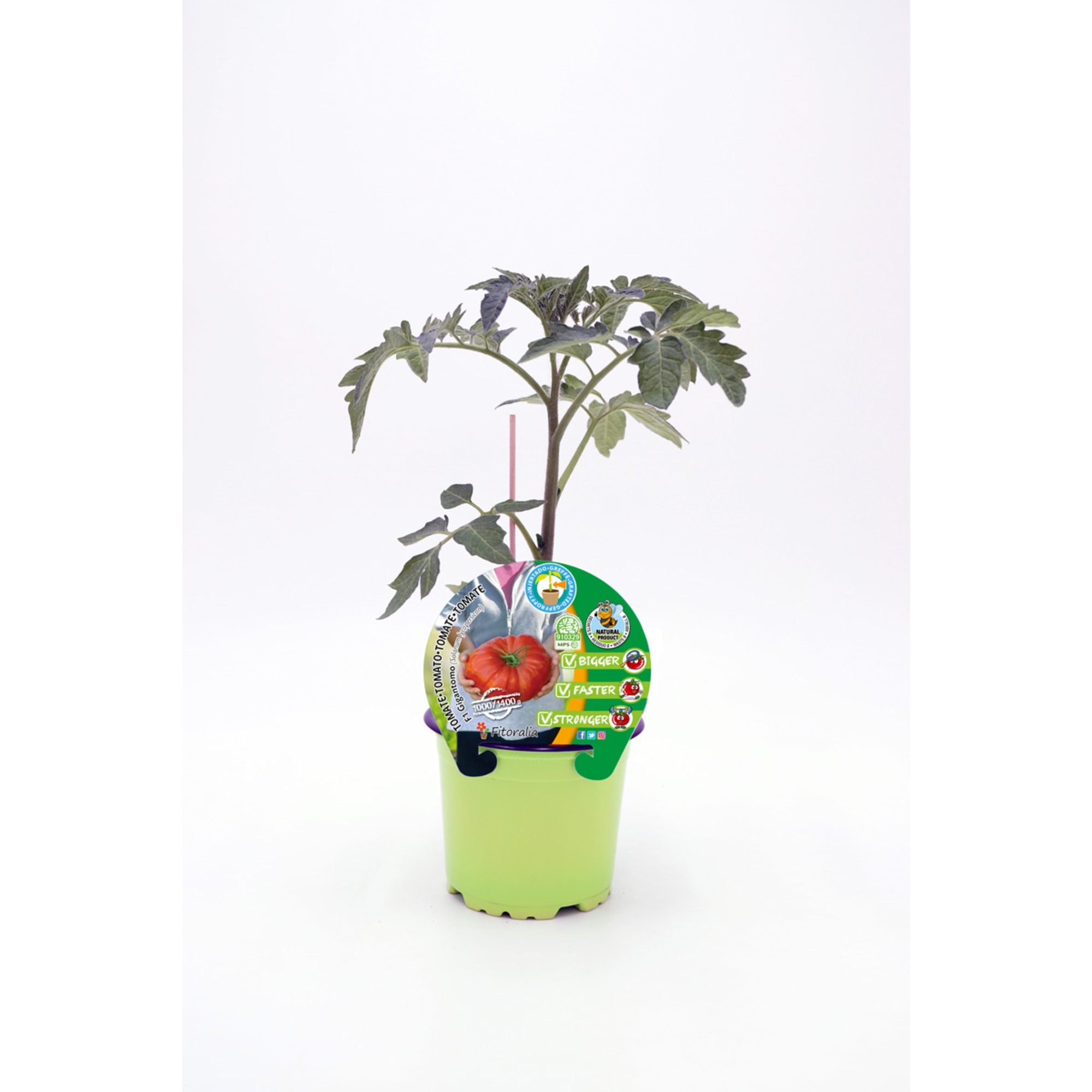 Tomate injertado f1 gigantomo - Planta de huerto | Fronda