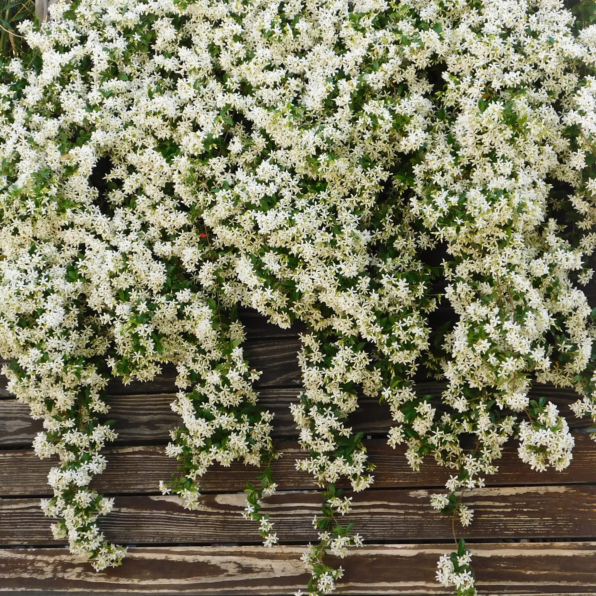 Jazmín estrellado (trachelospermum jasminoides) | Fronda