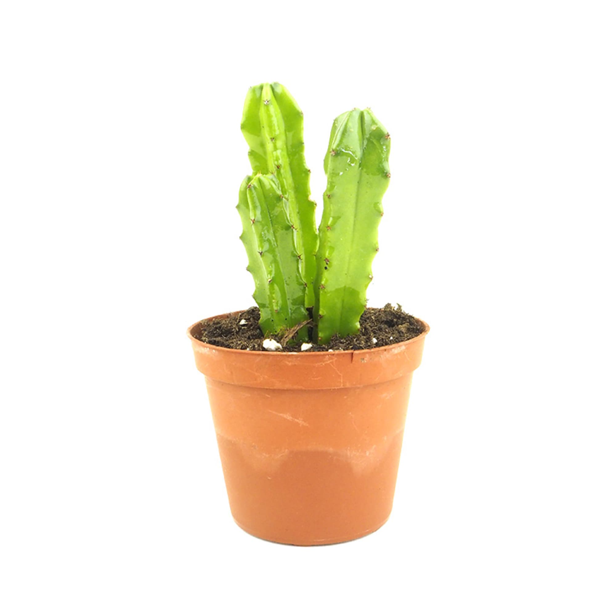 Garambullo (myrtillocactus geometrizans ) | Fronda Garambullo (myrtillocactus geometrizans ) | Fronda