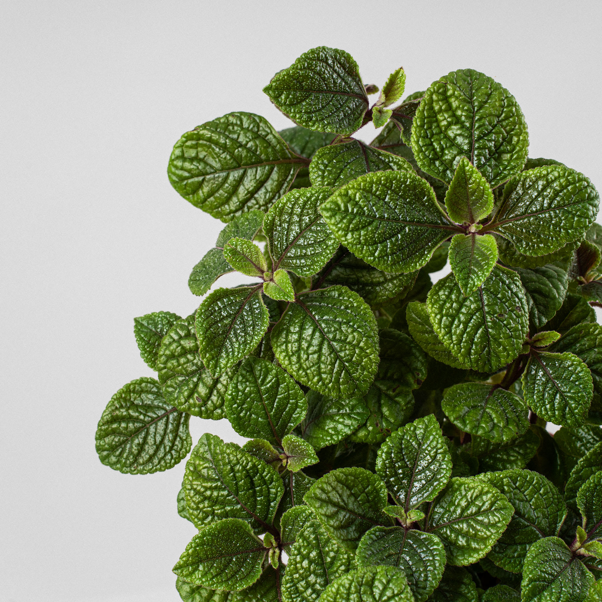 Comprar Plectranthus Verticillatus Planta Del Dinero Fronda comprar-plectranthus-verticillatus-planta-del-dinero-fronda