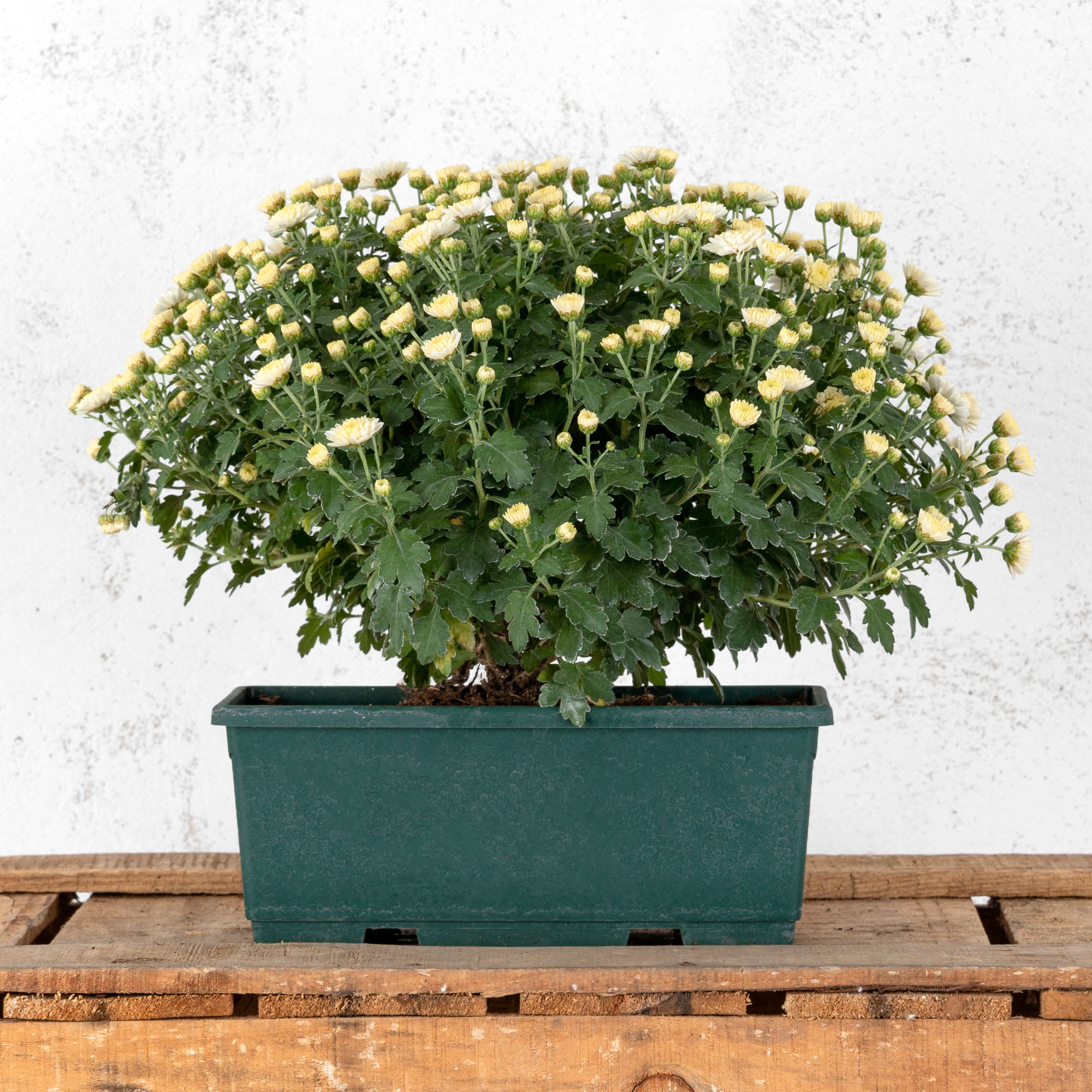 Crisantemo de Bola Blanco en Jardinera | Fronda