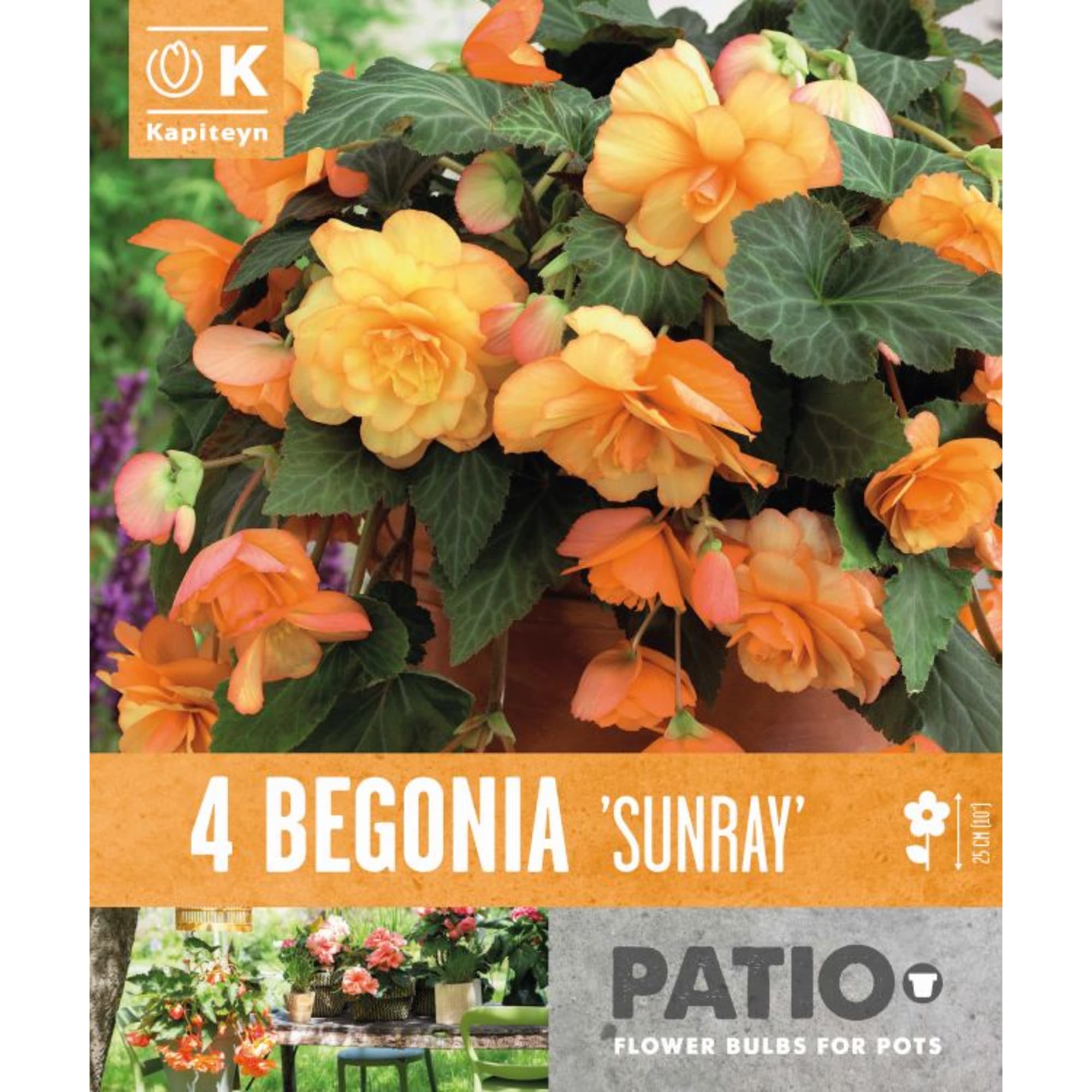 Bulbos Begonia cascade sunray naranja 4uds | Fronda