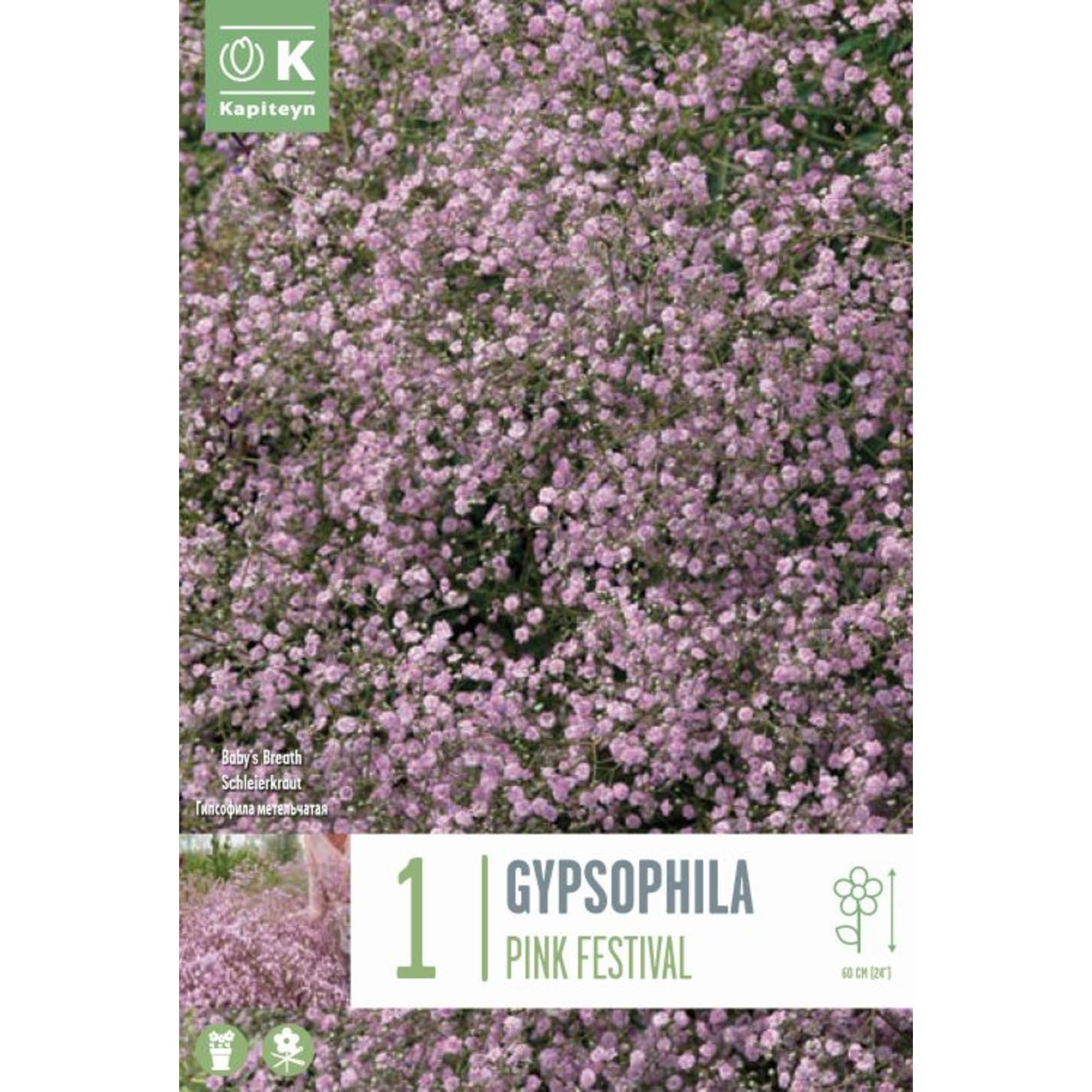 Gypsophila paniculata preservada rosa - 40490 - Gypsophila