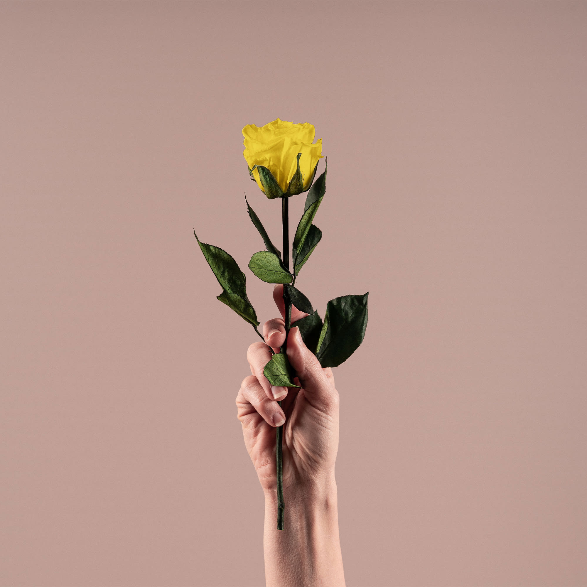 Rosa Preservada Eterna Amarilla | Fronda
