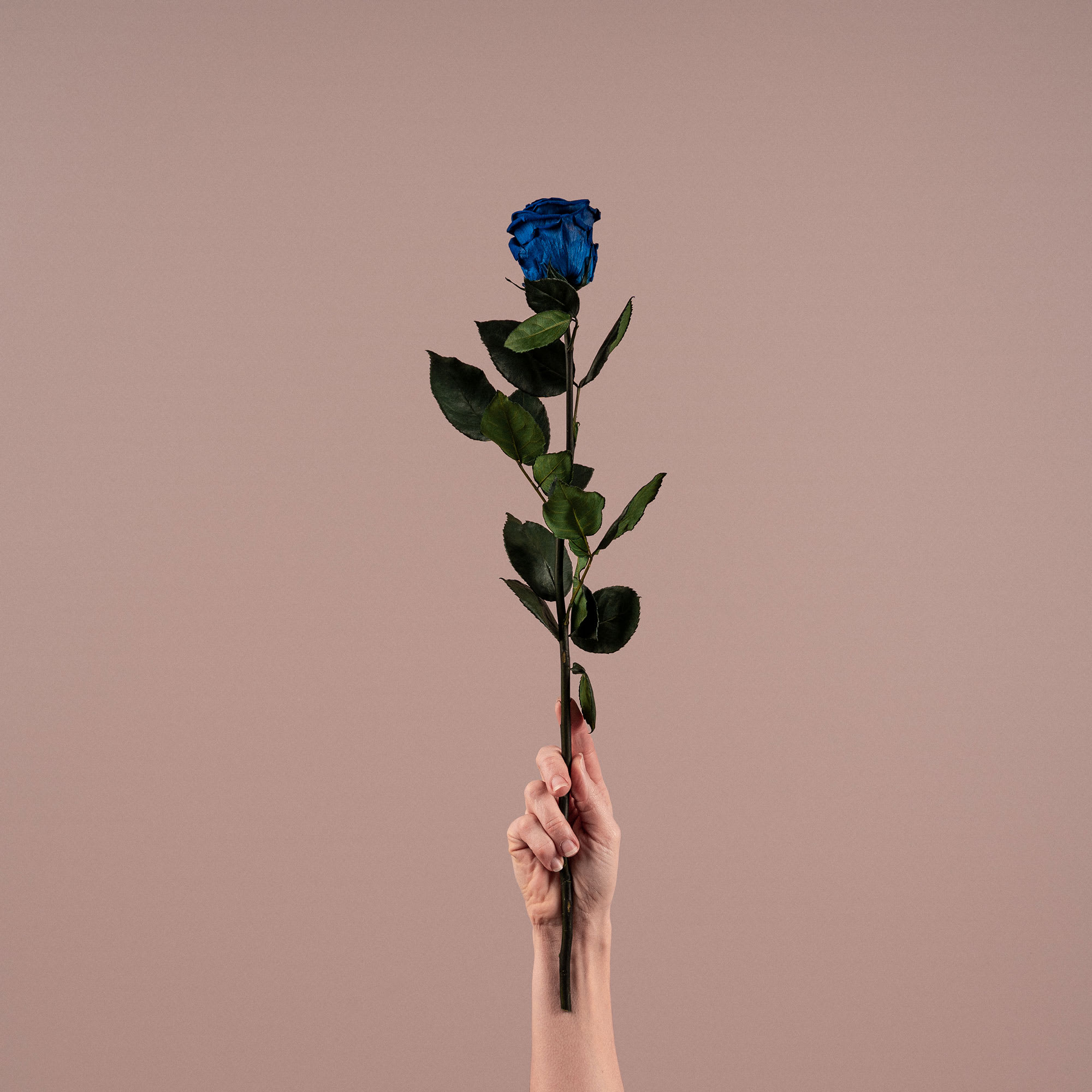 Rosa Preservada Eterna Azul | Fronda
