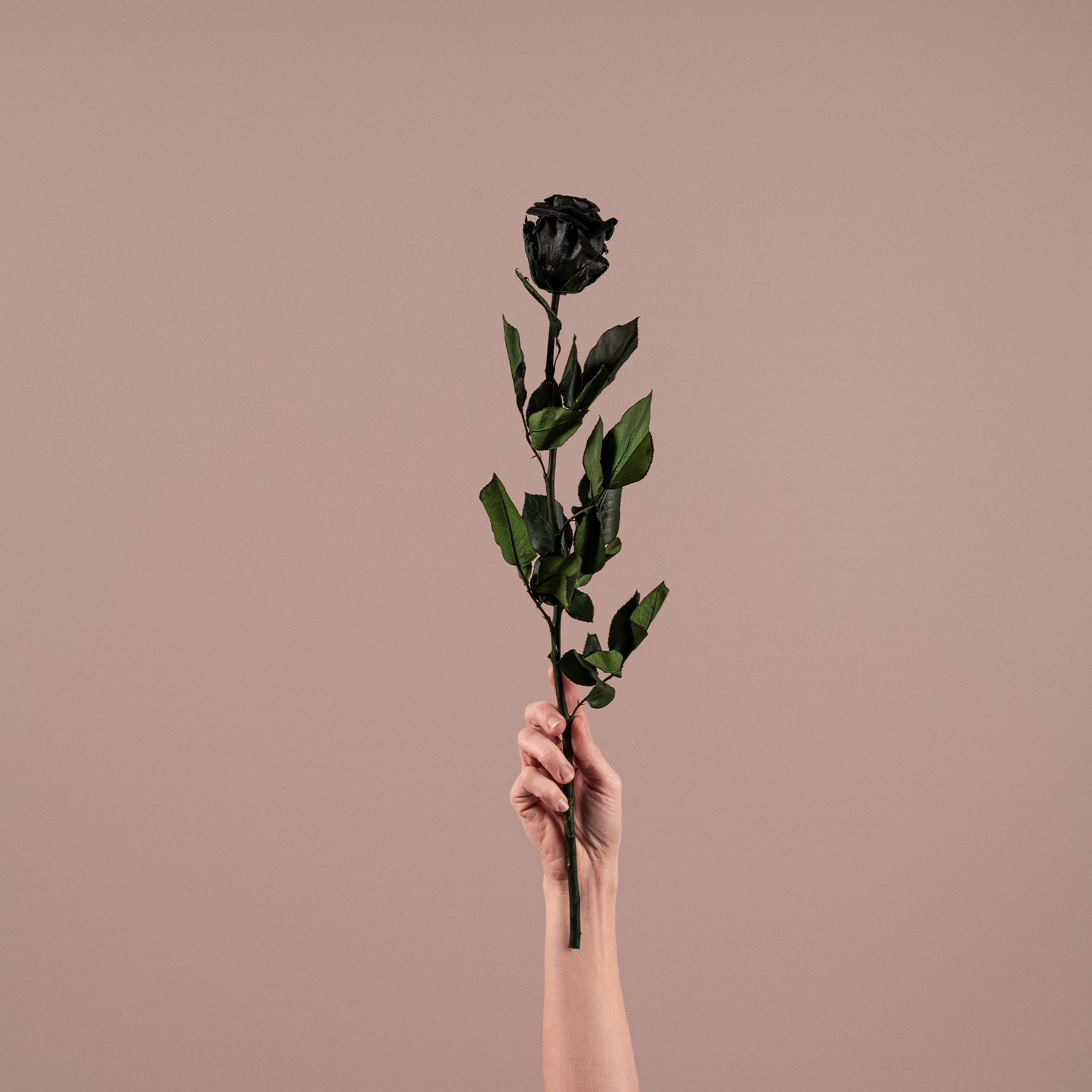 Rosa Preservada Eterna Negra | Fronda