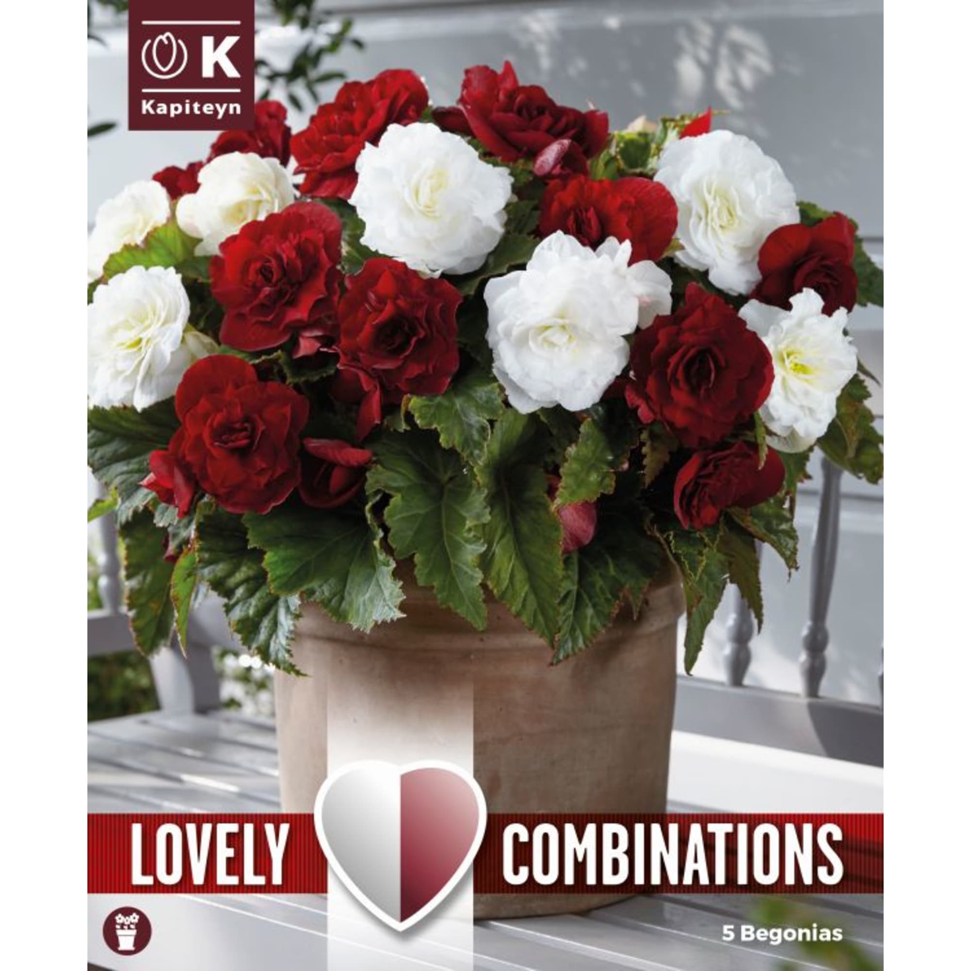 Bulbos begonia doble rojo y blanco 5uds | Fronda