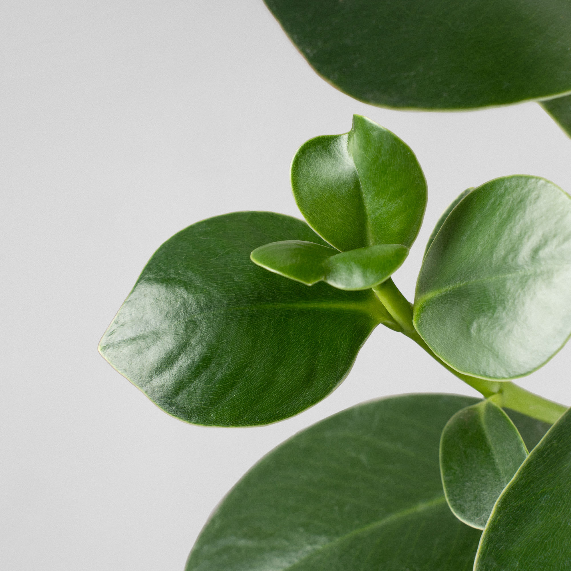 Clusia Rosea Princess Steckling - Zimmerpflanze Fü Produktbild-Vorschau 11