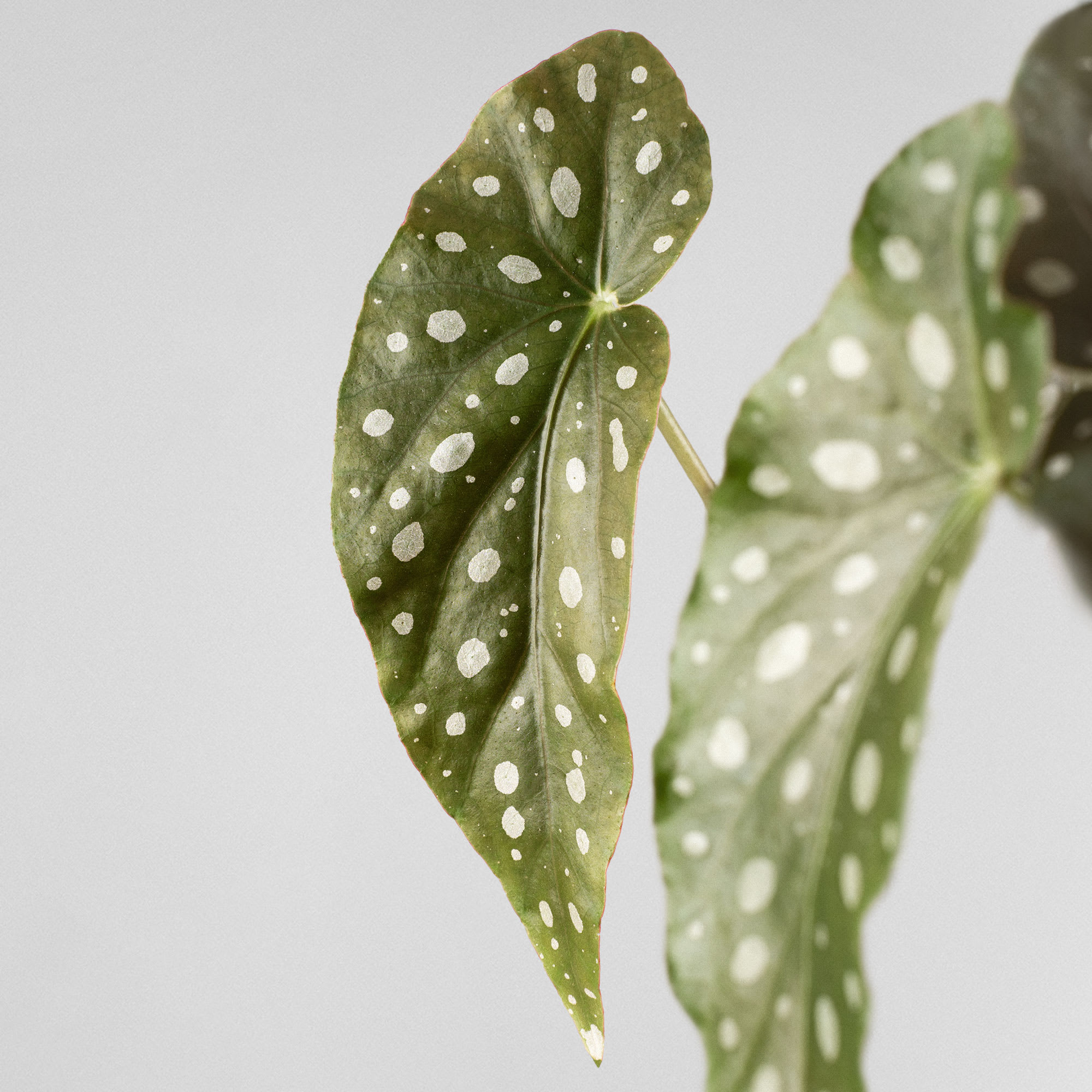 Begonia maculata wightii | Fronda
