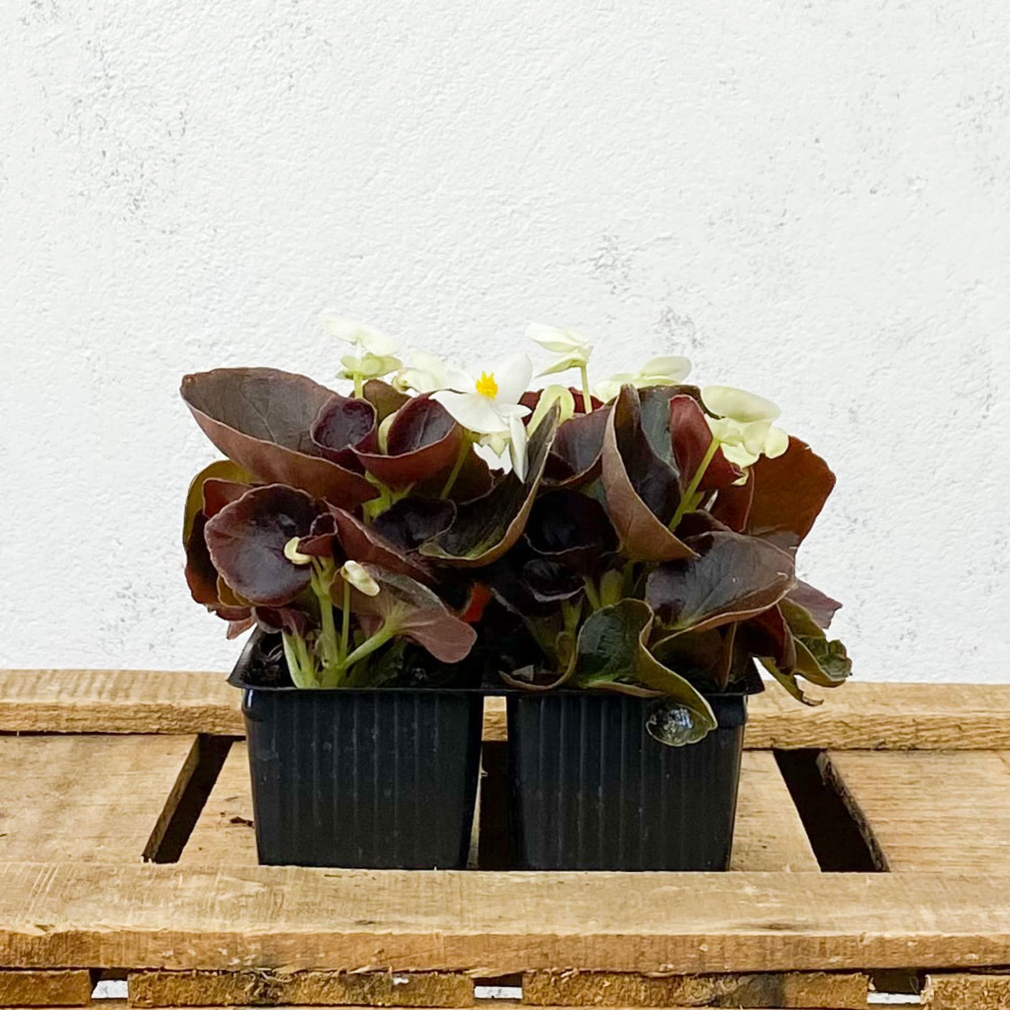 Begonia Semperflorens Hoja Bronce Flor Blanca mini 4 uds | Fronda