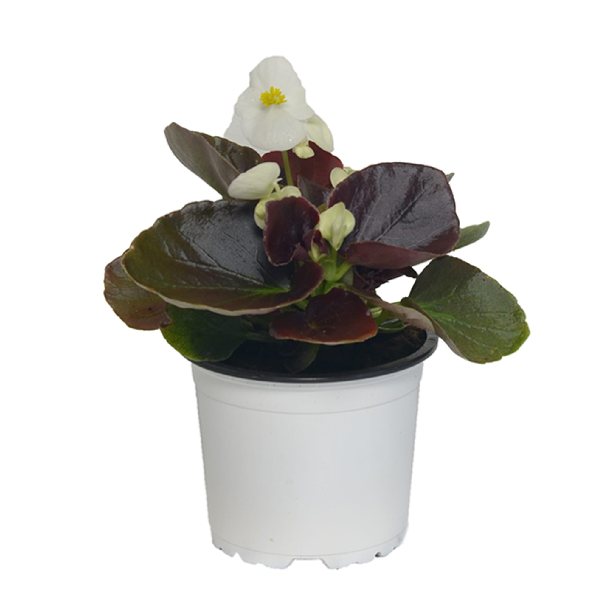 Begonia hoja roja flor blanca | Fronda