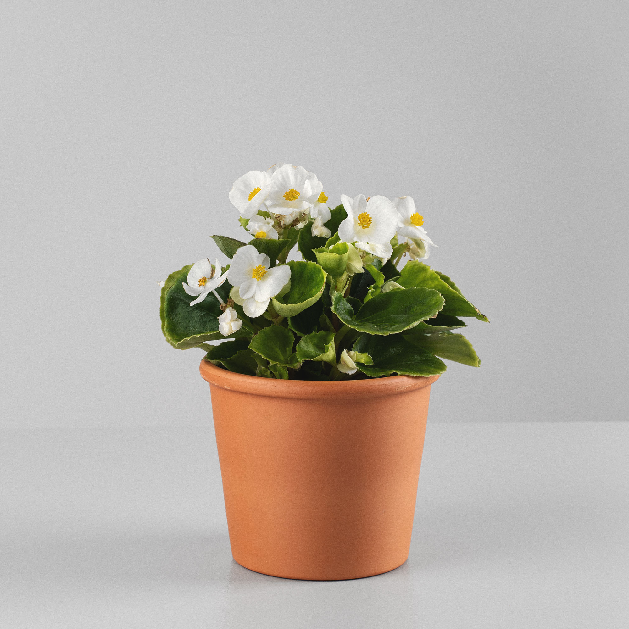 Begonia Semperflorens Hoja Verde Flor Blanca | Fronda