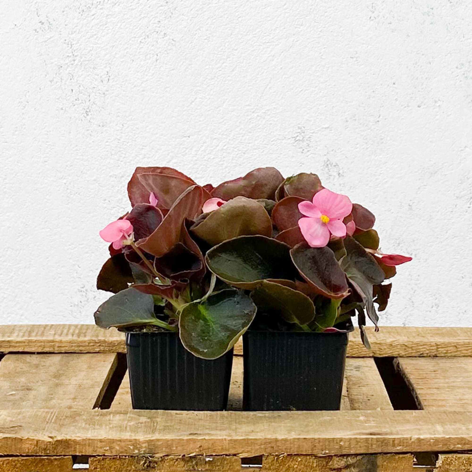 Begonia Semperflorens Hoja Bronce Flor Rosa mini 4 uds | Fronda