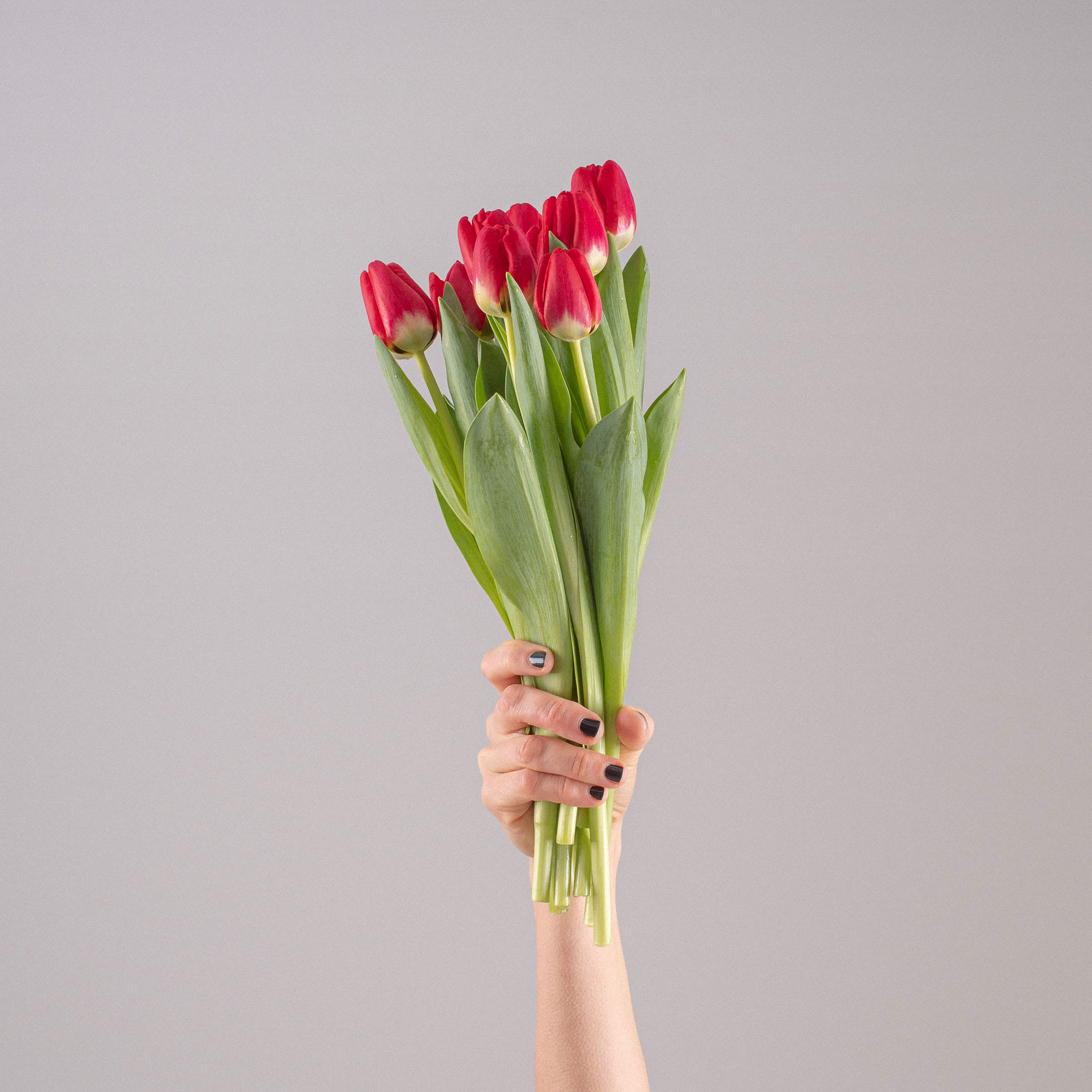 Ramillete de Tulipanes Rojos | Fronda