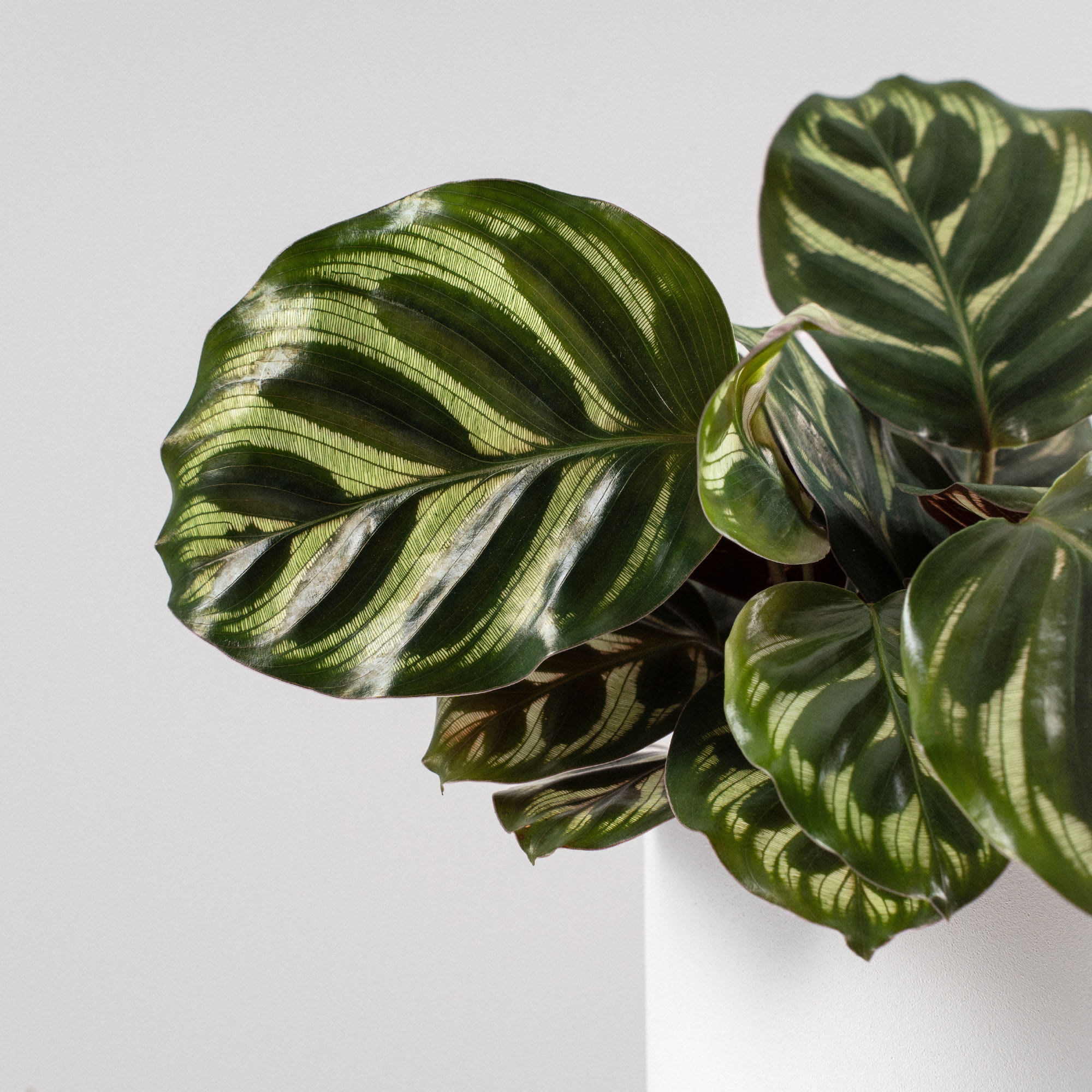 zebra elefantenohr Alocasia Zebrina 2 Pflanzen 21cm Elefantenohr Zimmerpflanze