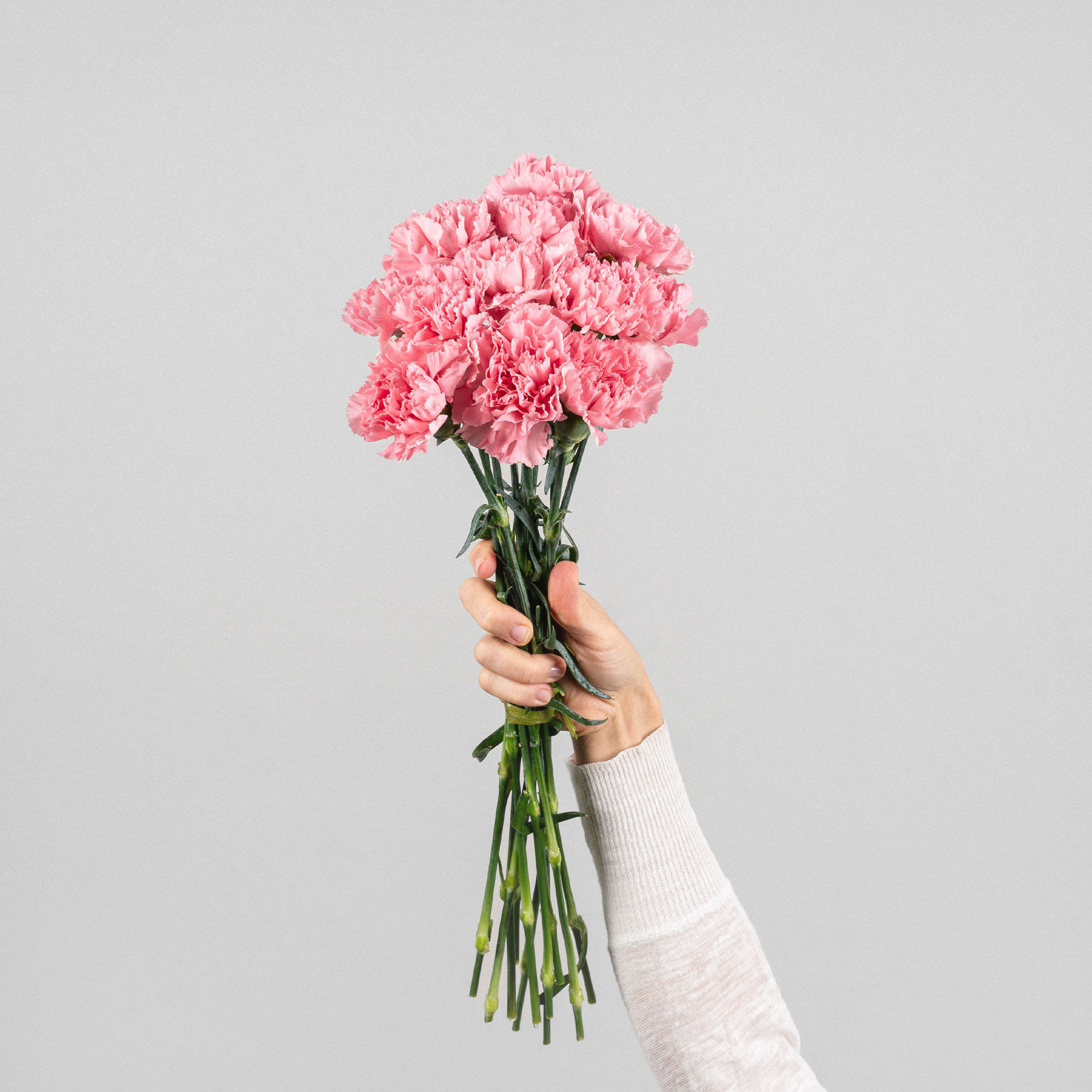 Comprar Ramillete de Claveles Rosas Fronda