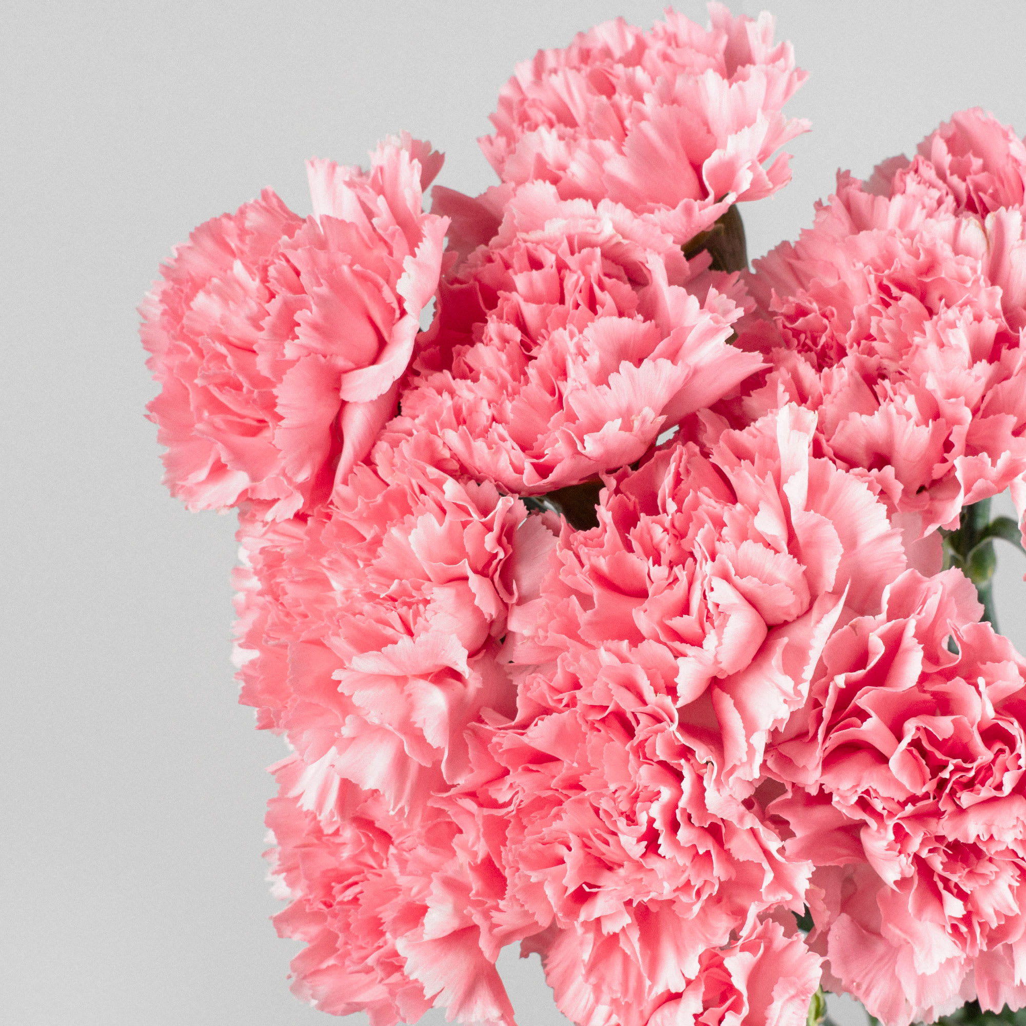 Comprar Ramillete de Claveles Rosas Fronda