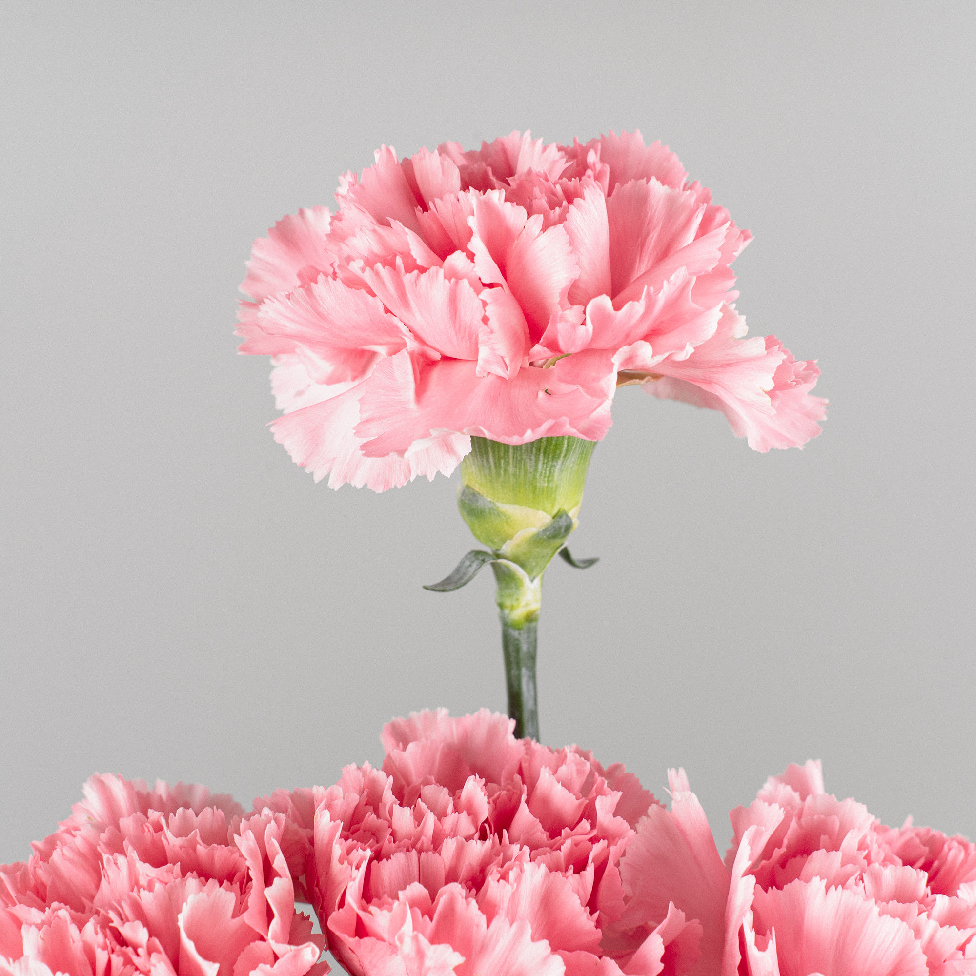 Comprar Ramillete de Claveles Rosas Fronda