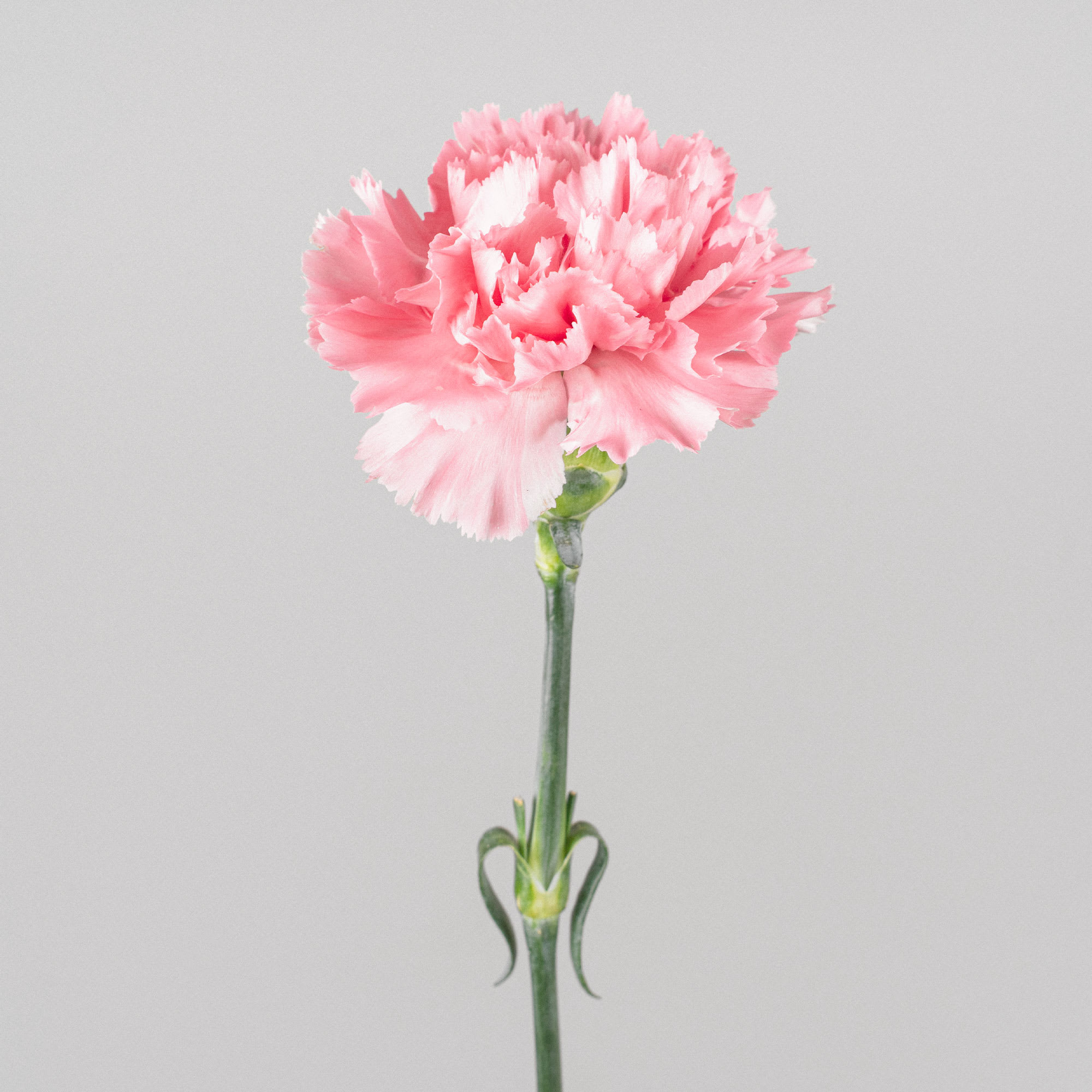 Comprar Ramillete de Claveles Rosas Fronda