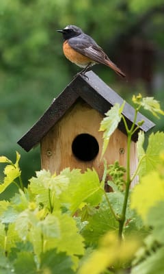 Aves silvestres