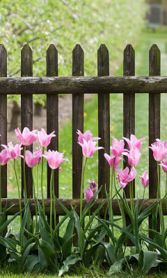 Arcilla expandida  Revista de Flores, Plantas, Jardinería, Paisajismo y  Medio ambiente