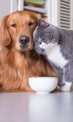 Cómo escoger el mejor arenero para tu gato   Alimentos y  accesorios para perros y gatos