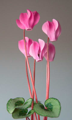 Cyclamen