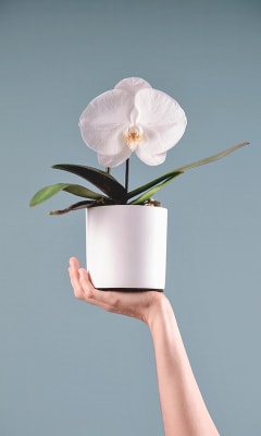 Las mejores ofertas en Flores de Orquídeas Artificiales sin marca