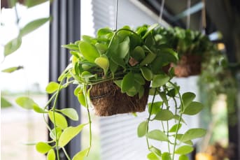 Composición con plantas de exterior