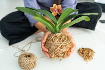 Taller de Kokedamas