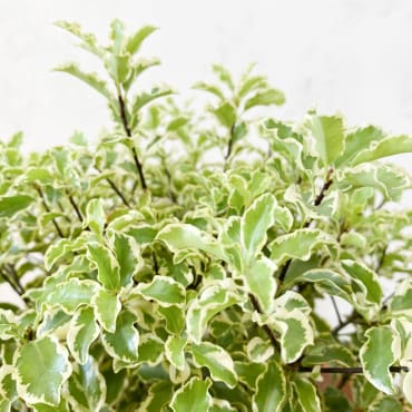 Pittosporum tenuifolium variegata