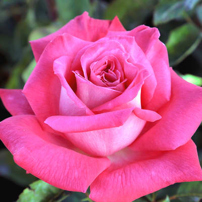 Rosal lolita lempicka rosa 2 litros