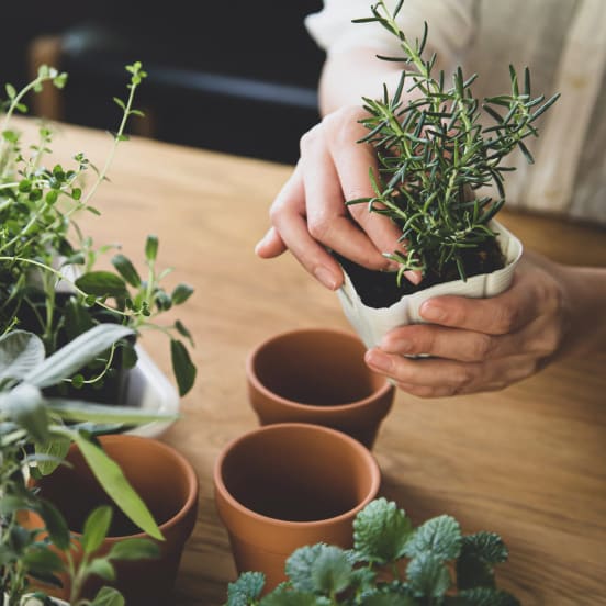 Plantas aromáticas y culinarias