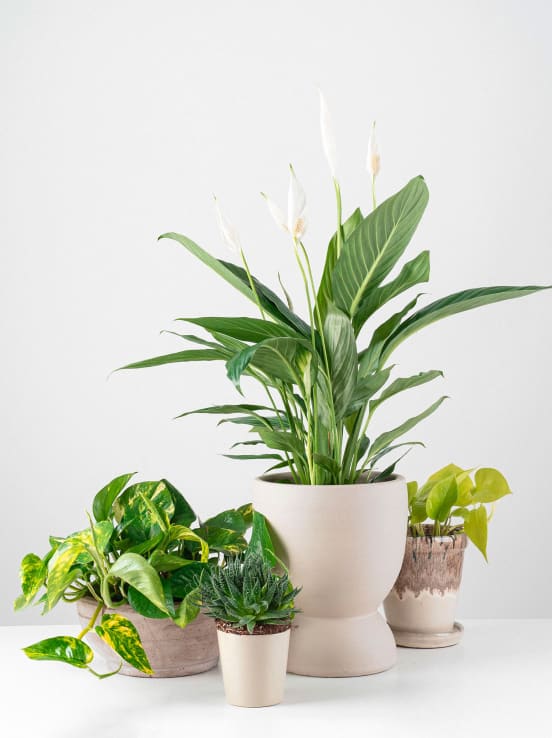 Plantas de hoja verde para un oasis en casa