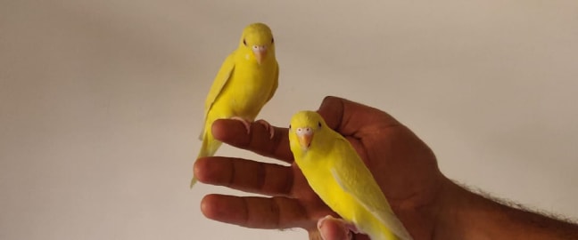 Mascotas
