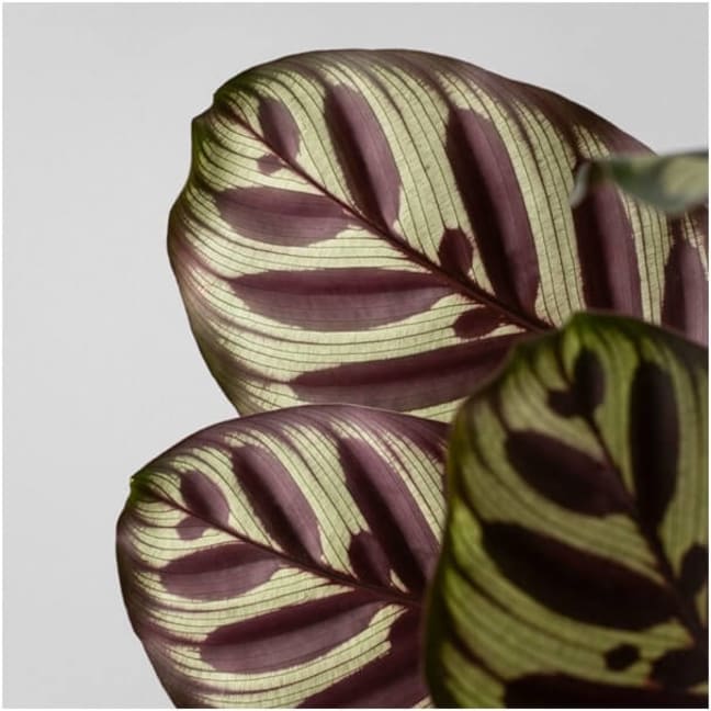 Calathea makoyana