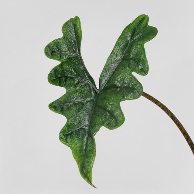 Planta Alocasia