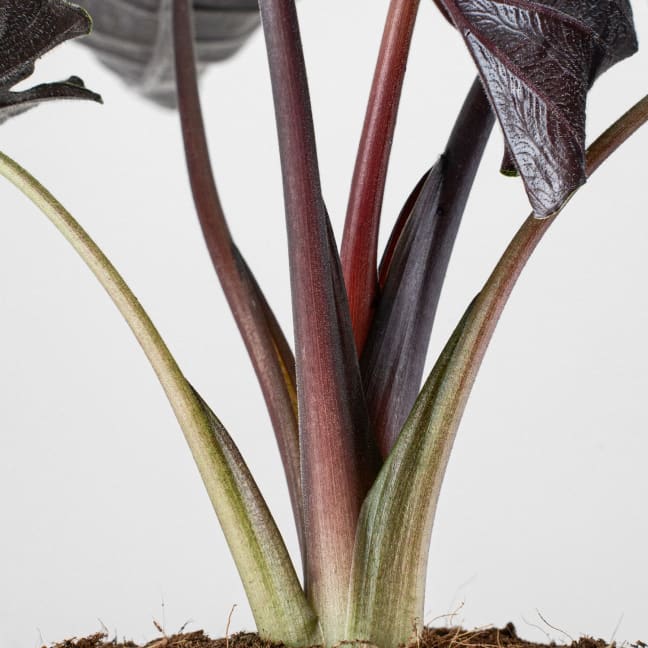 Alocasia Antoro velvet