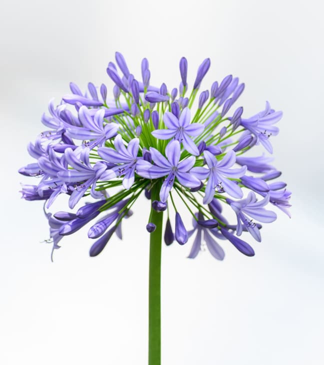 Agapanthus