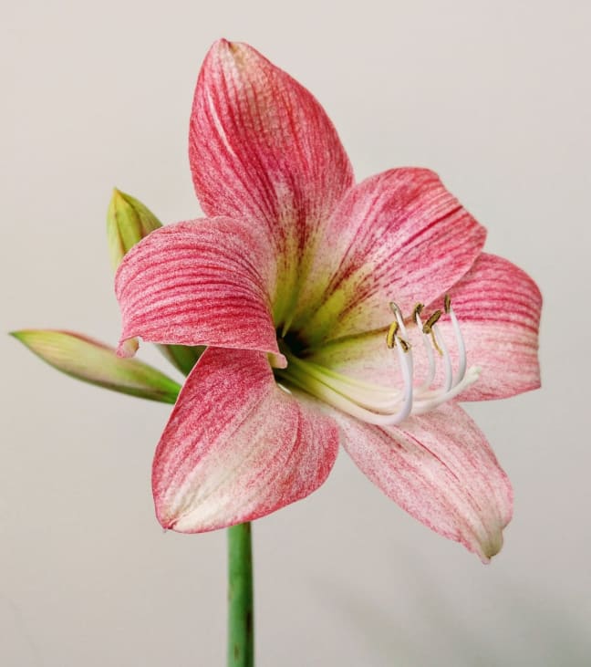 Amaryllis